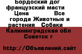 Бордоский дог ( французский масти)  › Цена ­ 50 000 - Все города Животные и растения » Собаки   . Калининградская обл.,Советск г.